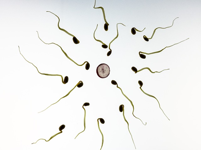 L’acido ialuronico aiuta la selezione degli spermatozoi migliori – Centro Demetra