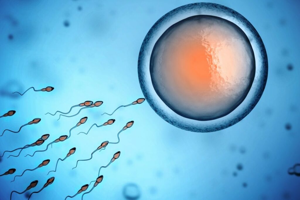 Le proteine che fanno incontrare uovo e spermatozoo – Centro Demetra
